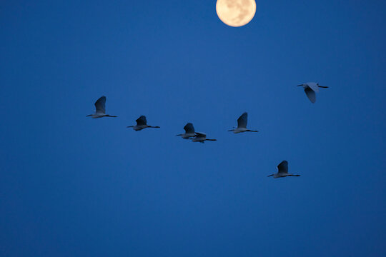 A graceful flock of white egrets flies across a deep blue evening sky