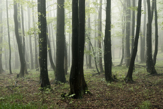 Magical light in foggy green forest