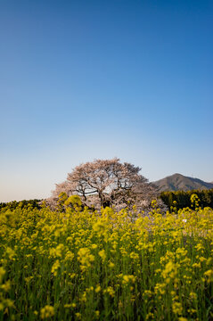 Cherry blossoms and Canola flowers 