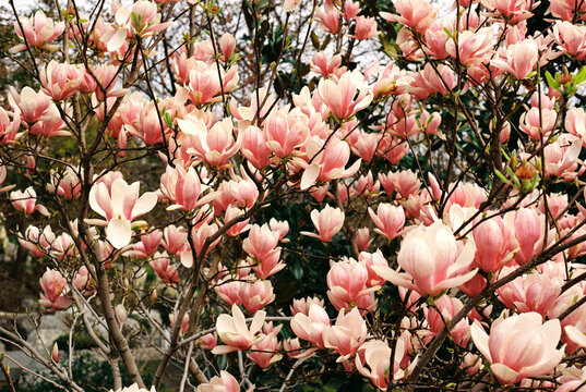 Blooming magnolia flowers on a cloudy day at spring.