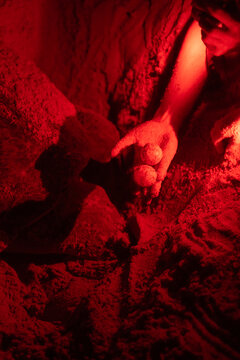 Person Holds Turtle Eggs at Night During Conservation Work