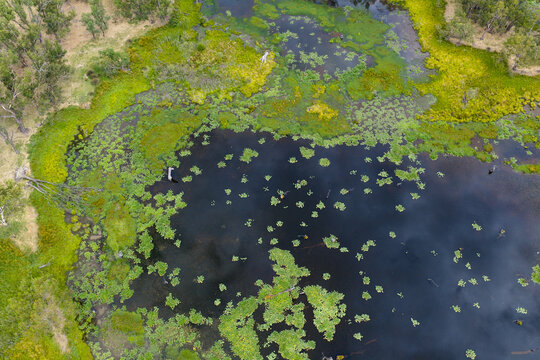 Green vegetation and algae growing around the edges of a waterhole