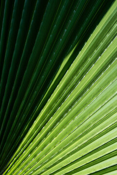 Dark Fan Palm Radiating Lines
