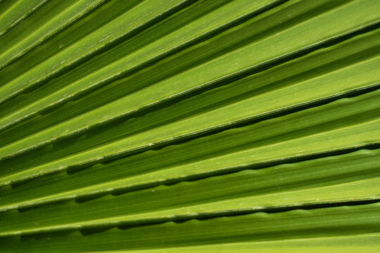 Vivid Horizontal Palm Ribs