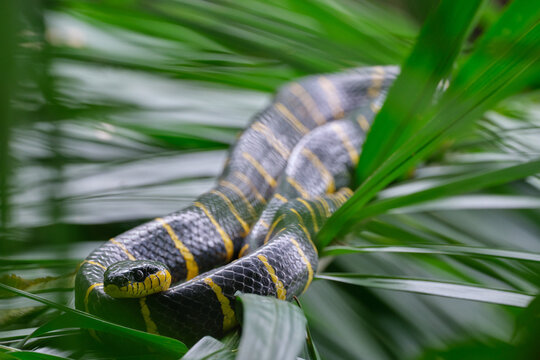 Mangrove Snake in the foliage of teh Singaporean Rainforest