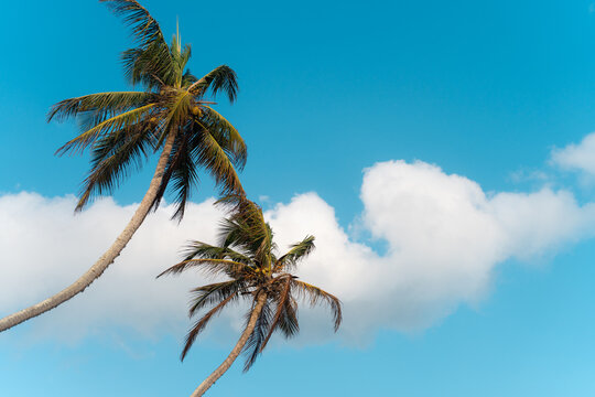 Palm Trees Blue Sky With Clouds. Travel Sri Lanka