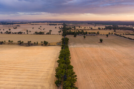Tree lined country road between dry fields under a colorful sunset sky