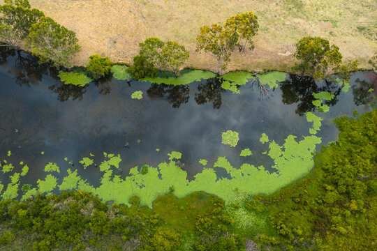 Green vegetation and algae growing around the edges of a waterhole