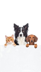 Fototapeta premium A heartwarming scene of an orange cat, a black and white dog, and a brown dachshund peeking over a white surface