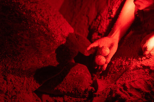 Person Holds Turtle Eggs at Night During Conservation Work