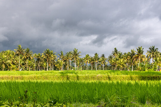 Rice fields and palm trees under dramatic tropical storm clouds 