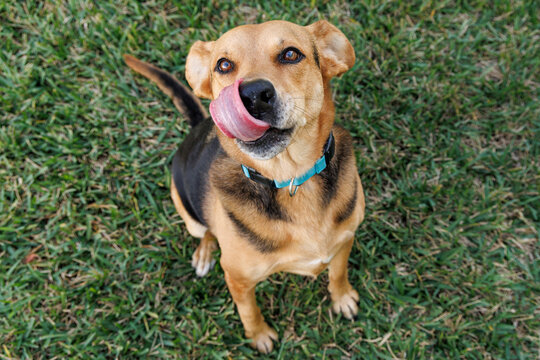 Large mixed breed dog