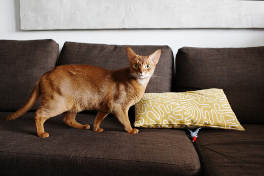 Abyssinian cat finding fun on living room sofa