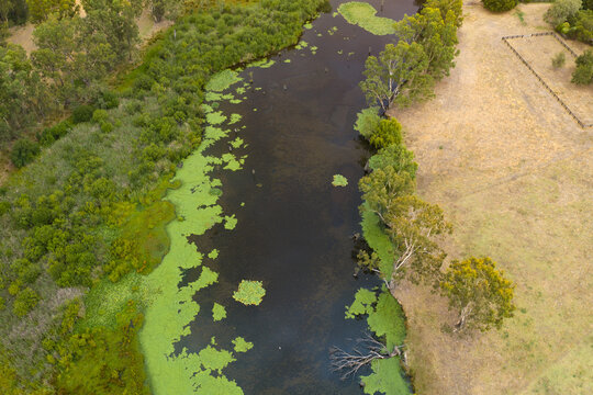 Green vegetation and algae growing around the edges of a waterhole