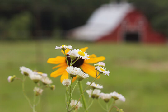 Close up of Wildflowers With Red Barn in Background. Rural East Texas
