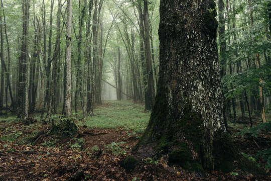 Giant old tree and path in green foggy forest