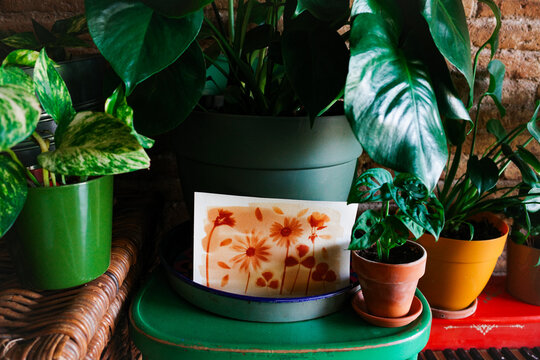 Botanic anthotype using turmeric powder and plants. Indoor