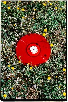 a red vinyl rests among wild plants with a centered daisy, 35mm film