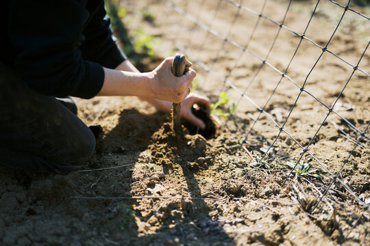 farmer in spring planting sweet pea flowers in soil with bare hands