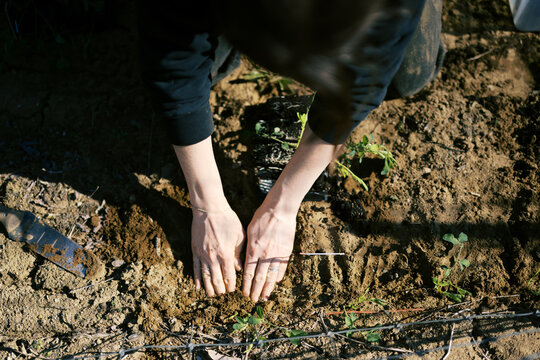 farmer in spring planting sweet pea flowers in soil with bare hands