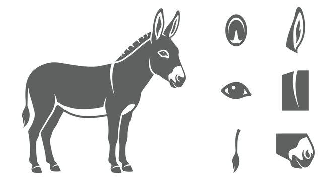 Grey donkey silhouette vector infographic sheet displaying animal body parts hoof ear eye mane tail and muzzle white background.