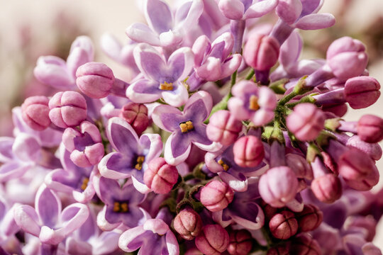 Lilac flower