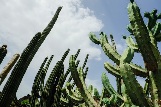 Cacti grow under a cloudy sky in a desert landscape