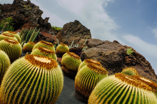 Cacti grow on rocky terrain under cloudy sky in desert landscape