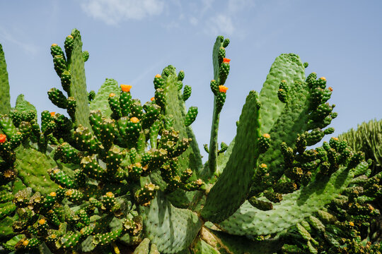 Cacti growing under bright sky in natural setting at midday