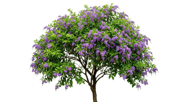 Flowering duranta tree with purple blossoms and green leaves on transparent background isolated.