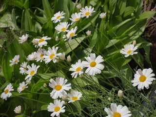 Fototapeta premium シロバナムシヨケギクの花