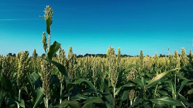 A field of sorghum plants under a clear blue sky on a sunny day outdoors