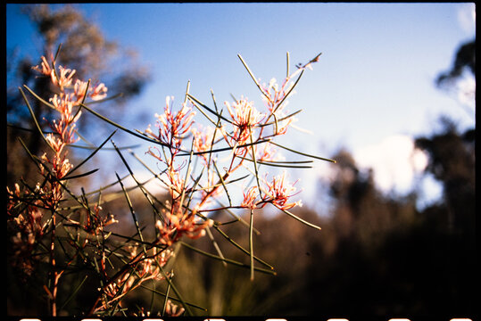 Australian Native Flowers With Thin Stems in Sunlight