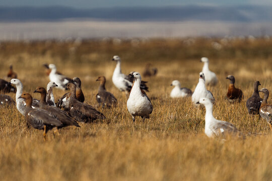 Upland geese in a field near Balmaceda Chile