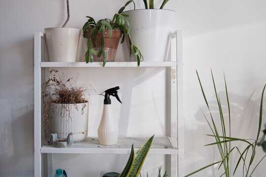 Plants on a shelf with a spray bottle and greenery in a room