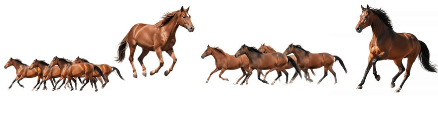 Obraz premium Galloping Horse Herd Sequence on White Background Showing Dynamic Brown Stallions Running Together for Power, Freedom, Speed and Western Ranch Themes 