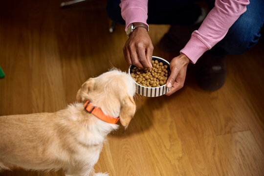 Anonymous person feeds the dog