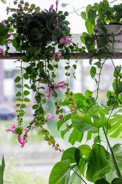 Houseplants in a window