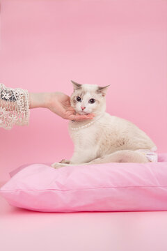 Cat with Pearl Collar