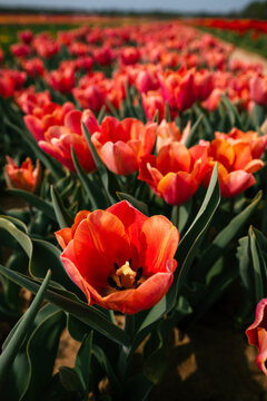 Single orange tulip in sharp focus among field