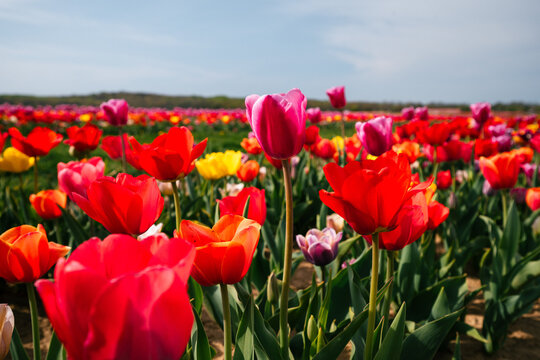 Vibrant red and pink tulips with shallow depth of field