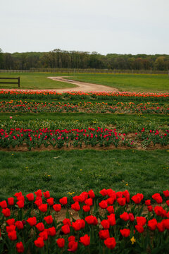 Curved dirt path through colorful tulip rows