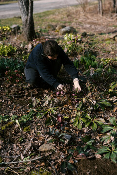 woman in spring garden clearing out flower bed with blooming hellebore