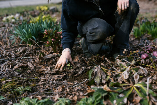 woman in spring garden clearing out flower bed with blooming hellebore