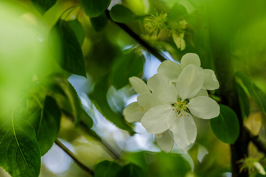 Blossom of an ornamental apple tree