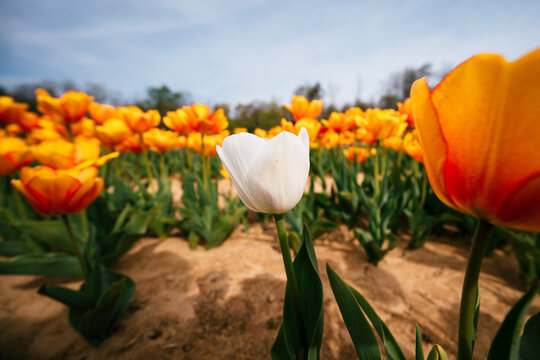 Single white tulip among orange flowers