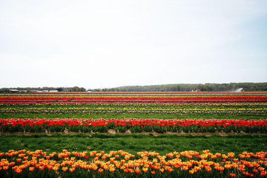 Wide panorama of colorful tulip field rows