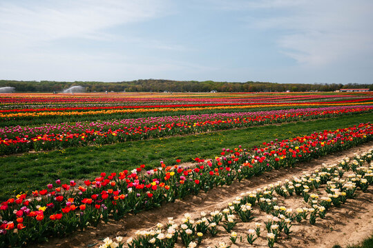 Colorful tulip rows across wide agricultural field