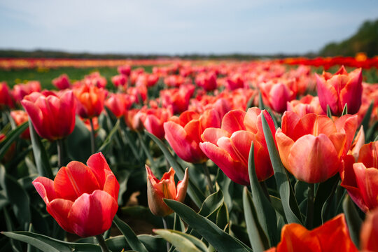 Close view of orange tulips in bloom