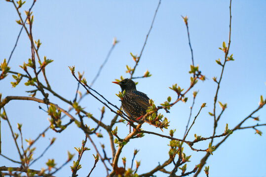 Starling bird spring nature